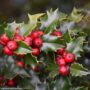 Holly – Red Beauty (F) – #2 Container